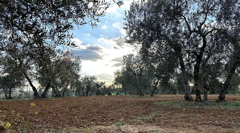 Sevilla - Arahal - 3600m2