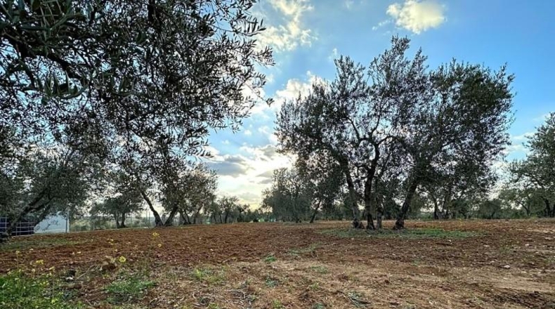 Sevilla - Arahal - 3600m2