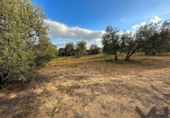 Non-developable land for sale on España, Arahal, ref: TR125592 photo