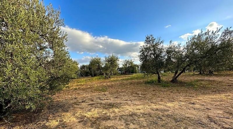 Sevilla - Arahal - 3600m2