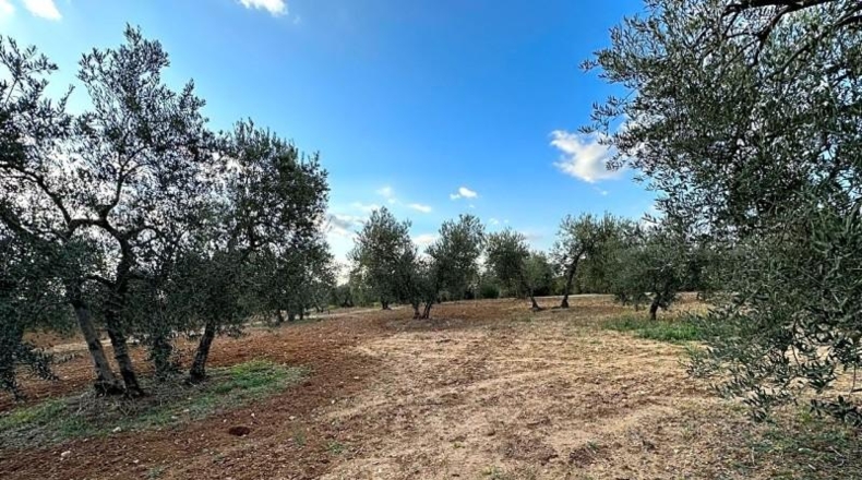 Sevilla - Arahal - 3600m2