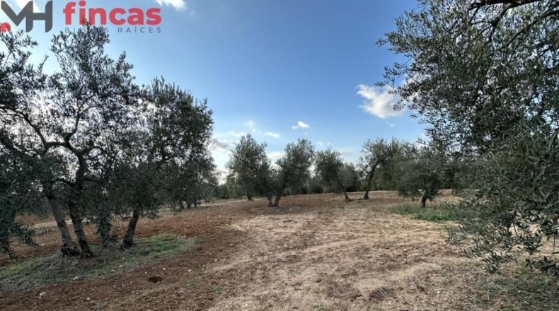 Хаэн - Andújar - 3600m2