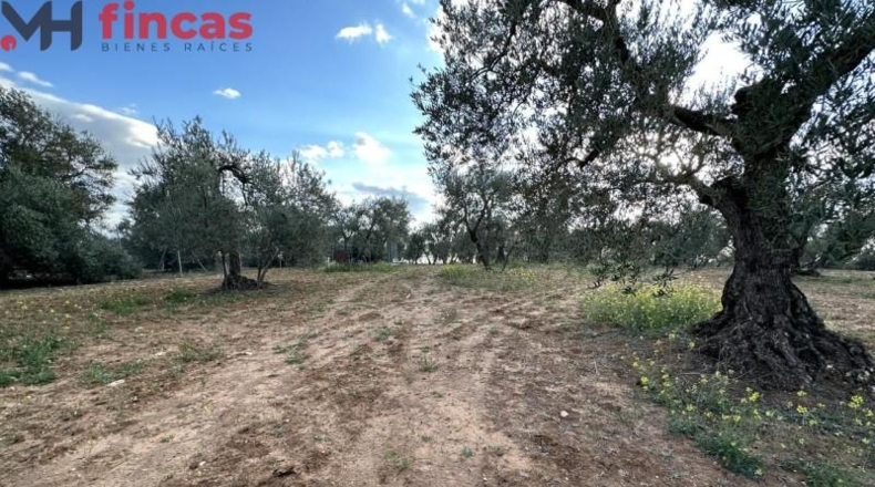 Хаэн - Andújar - 3600m2