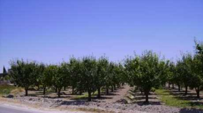 Múrcia - Cehegín - 2600m2