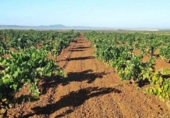 Non-developable land for sale on España, Santa Marta de los Barros, ref: TR321686 photo