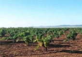 Non-developable land for sale on España, Santa Marta de los Barros, ref: TR321686 photo