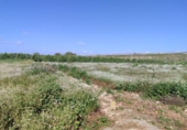Non-developable land for sale on España, Formentera del Segura, ref: TR403536 photo