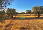 Non-developable land for sale on España, Montijo, ref: TR397126 photo