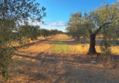 Non-developable land for sale on España, Montijo, ref: TR397126 photo