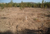 Terreno no urbanizable en venta en la España, Calasparra, ref: TR119459 foto