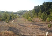 Terreno no urbanizable en venta en la España, Calasparra, ref: TR119459 foto