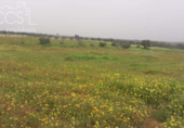 Terreno no urbanizable en venta en la España, Almonte, ref: TR131002 foto