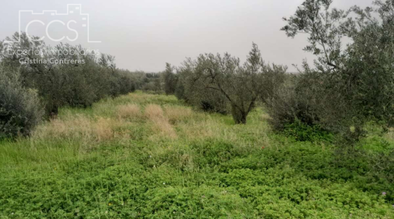 Huelva - Almonte - 20000m2