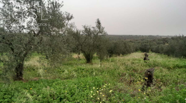 Huelva - Almonte - 20000m2