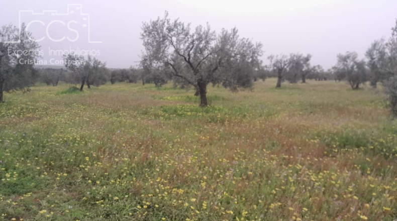 Huelva - Almonte - 20000m2