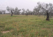 Terreno no urbanizable en venta en la España, Almonte, ref: TR131002 foto