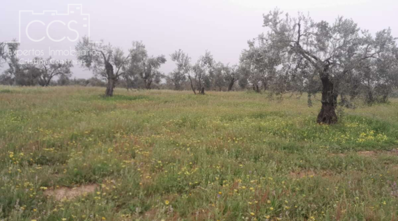 Huelva - Almonte - 20000m2