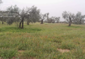 Terreno no urbanizable en venta en la España, Almonte, ref: TR131002 foto