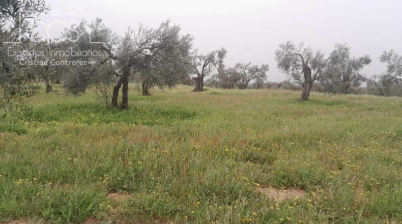Huelva - Almonte - 20000m2