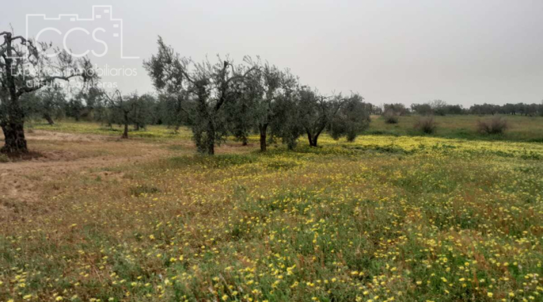 Huelva - Almonte - 20000m2