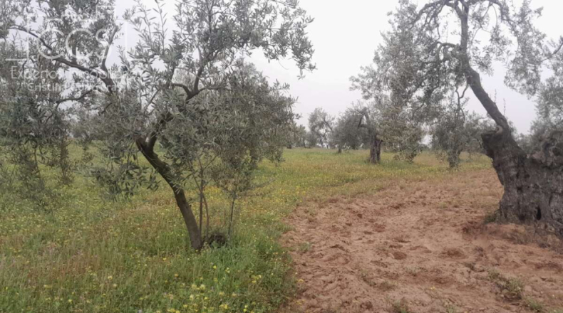 Huelva - Almonte - 20000m2