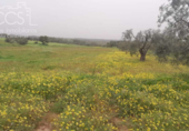 Terreno no urbanizable en venta en la España, Almonte, ref: TR131002 foto