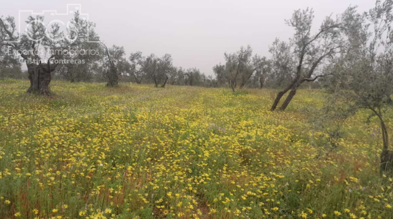 Huelva - Almonte - 20000m2