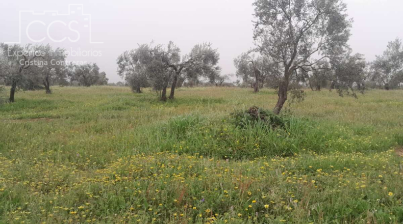 Huelva - Almonte - 20000m2
