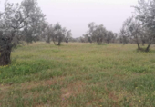 Terreno no urbanizable en venta en la España, Almonte, ref: TR131002 foto