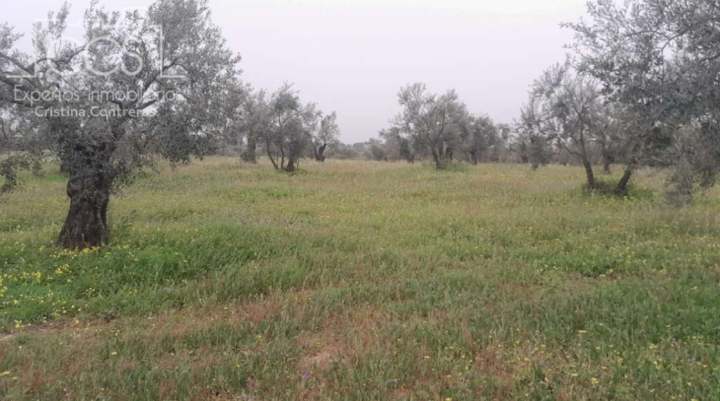 Huelva - Almonte - 20000m2