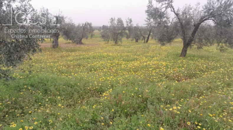 Huelva - Almonte - 20000m2
