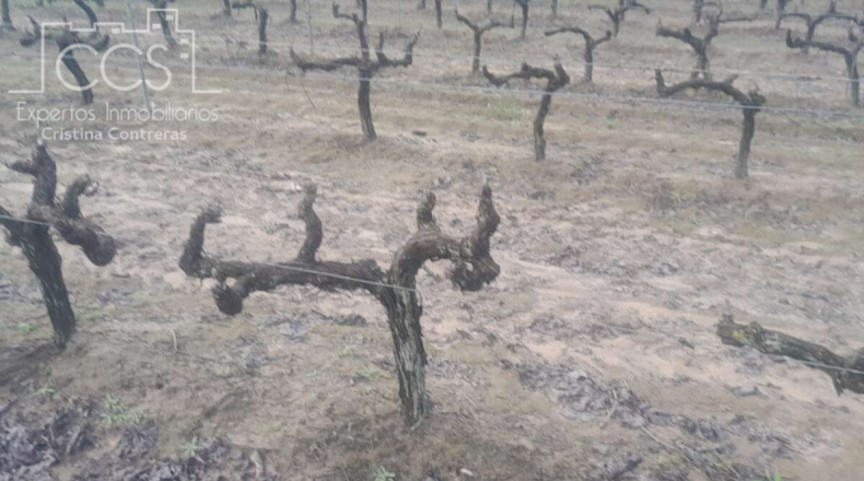 Huelva - Almonte - 19123m2