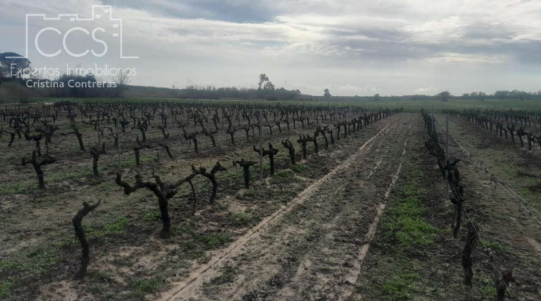 Huelva - Almonte - 19123m2