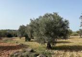 Terreno no urbanizable en venta en la España, Morata de Tajuña, ref: TR218900 foto
