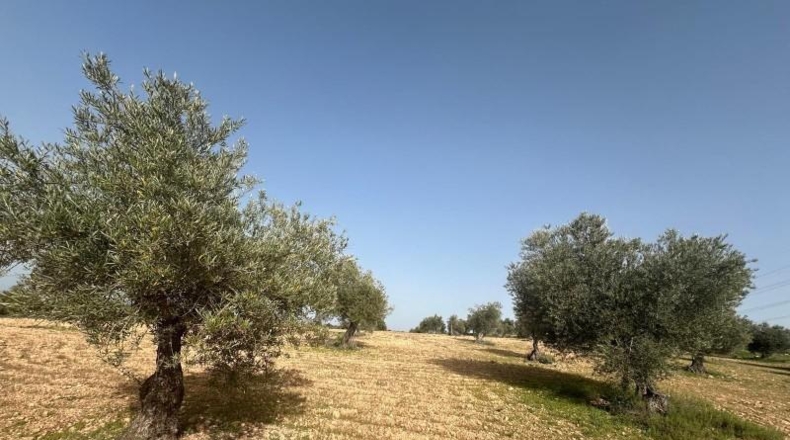 Comunidad de Madrid - Morata de Tajuña - 5866m2