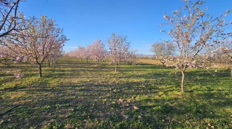 Murcia - Fuente Álamo de Murcia - 6519m2