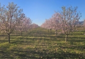 Non-developable land for sale on España, Fuente Álamo, ref: TR391915 photo