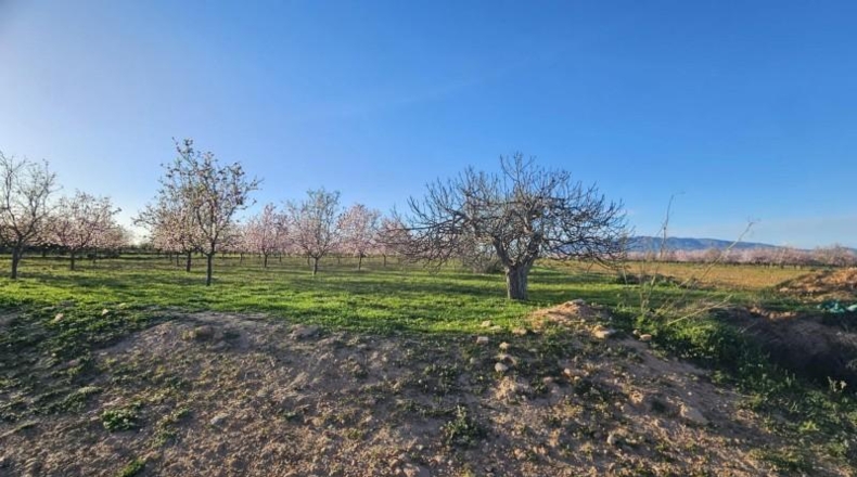 Murcia - Fuente Álamo de Murcia - 6519m2