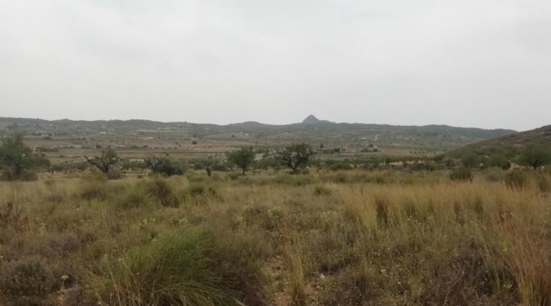 Alicante - Hondón de los Frailes - 7600m2