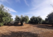 Terreno no urbanizable en venta en la España, Torre de Santa María, ref: TR370542 foto
