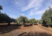 Terreno no urbanizable en venta en la España, Torre de Santa María, ref: TR370542 foto