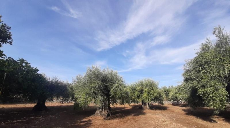Cáceres - Torre de Santa María - 20000m2