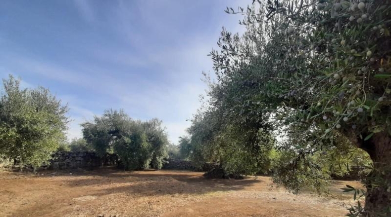 Cáceres - Torre de Santa María - 20000m2