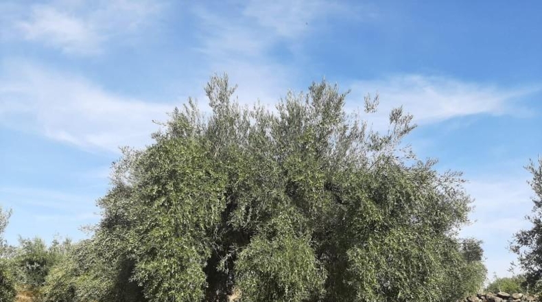 Cáceres - Torre de Santa María - 20000m2
