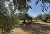 Terreno no urbanizable en venta en la España, Torre de Santa María, ref: TR370542 foto