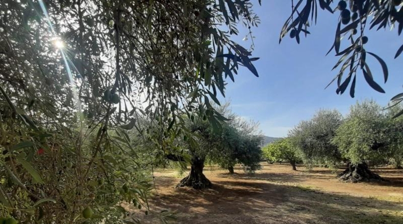 Cáceres - Torre de Santa María - 20000m2