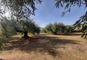 Terreno no urbanizable en venta en la España, Torre de Santa María, ref: TR370542 foto