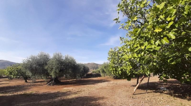Cáceres - Torre de Santa María - 20000m2