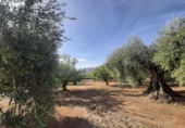 Terreno no urbanizable en venta en la España, Torre de Santa María, ref: TR370542 foto