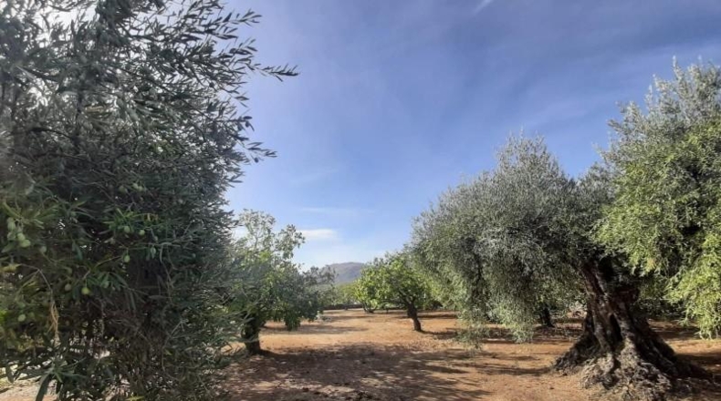 Cáceres - Torre de Santa María - 20000m2